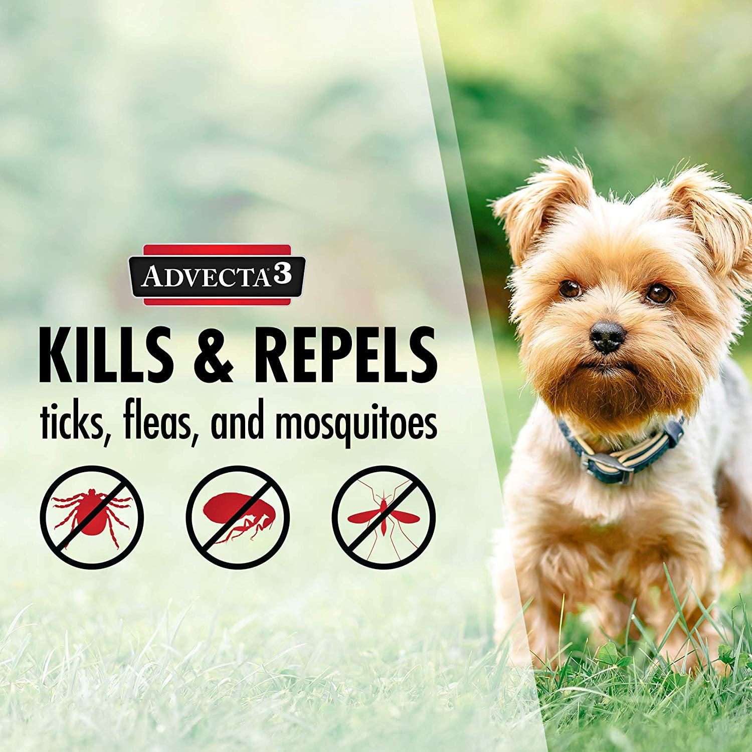 advecta flea and tick