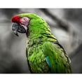 thumbnail image 3 of Ronin 24x20 Black Modern Framed Museum Art Print Titled - Green Ara Parrot, 3 of 5