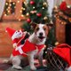 thumbnail image 3 of Ropa navideña para perros, Disfraces navideños creativos para perros, Disfraces de Papá Noel para perros y gatos, Ropa para mascotas, Abrigos navideños para perros, Fiestas, Cumpleaños (M) brillar  Electrónica, 3 of 5