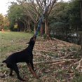 thumbnail image 4 of ziyahi Spring Pole Dog Rope Toy Dog Tug of War Toy Outdoor Hanging Exercise Rope for Pet, 4 of 6