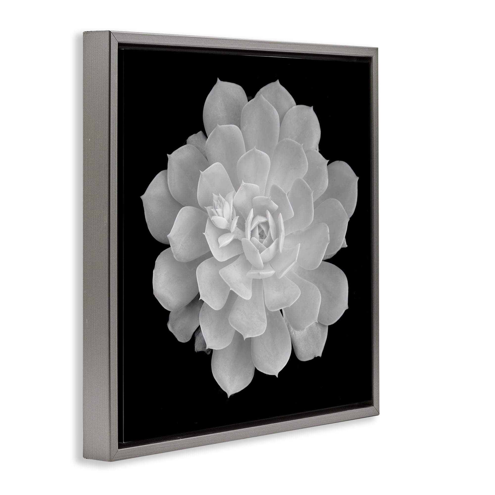 Pure White Succulent Contrast Gray Framed Floater Canvas Wall Art, design by Phillip Flowers