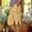 A-Yellow, variant on Makaor Womens Long Shorts with Pockets Button Mid Waist Straight Leg Long Short Elastic Waist Floral Baggy Boho Beach Outfits Yellow S