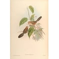 thumbnail image 2 of CAG 11x14 White Modern Wood Framed Museum Art Print Titled - Suthora Webbiana, 2 of 4