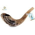 thumbnail image 2 of Cuerno de Shofar HOLY VOICE 41-46 cm Semipulido Israel, 2 of 8