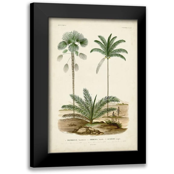 DOrbigny, M. Charles 11x14 Black Modern Framed Museum Art Print Titled - Antique Palm Collection V