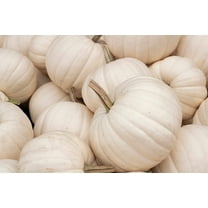5 Seeds WHITE CASPER PUMPKIN White Skin Orange Flesh Cucurbita Maxima Vegetable Seeds
