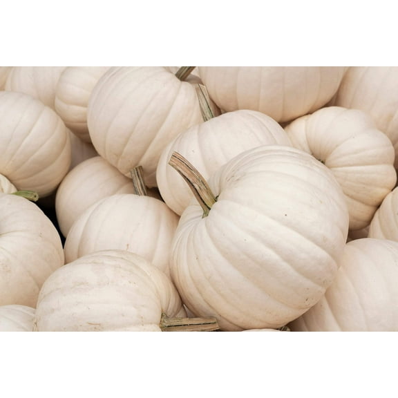 5 Seeds WHITE CASPER PUMPKIN White Skin Orange Flesh Cucurbita Maxima Vegetable Seeds