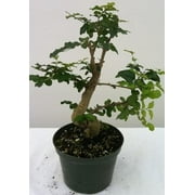 Pixies Gardens Bonsai Art Ligustrum Privet (Live Plant), Indoor/Outdoor Plant | Suitable for growing zones 7-10. 5" Plastic Pot