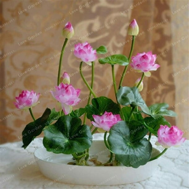 Colorful Real Dried Flower Plant For Making Aromatherapy Candles