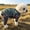 C, variant on YAWUBT Dog Tattoo Print Jumpsuit for French Bulldog Pug Corgi Pitbull, Stylish Full-Body Pet T-Shirt, 4-Legged Dog Outfit for Small Medium Breeds, All-Season