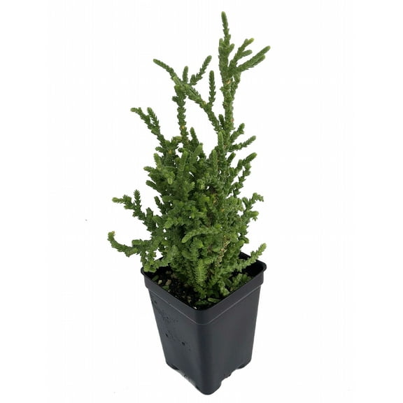 Princess Pine Succulent Plant - Crassula muscosa - 2.5" Pot