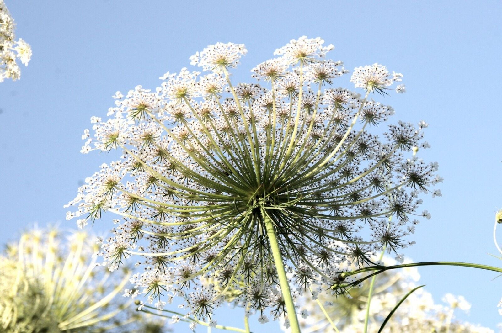Bishops Flower | False Queen Anne's Lace Seeds | Non-GMO