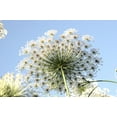 thumbnail image 3 of Bishops Flower | False Queen Anne's Lace Seeds | Non-GMO, 3 of 3