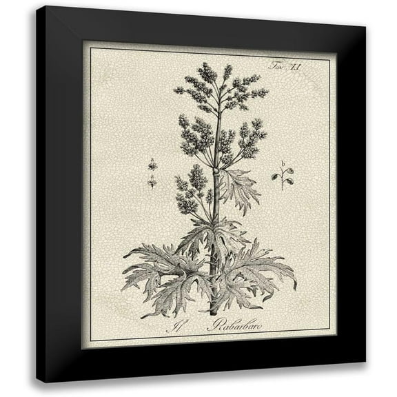 Vision Studio 12x14 Black Modern Framed Museum Art Print Titled - Antique Black and White Botanical III