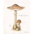 thumbnail image 2 of Babbitt, Gwendolyn 12x14 Black Ornate Wood Framed with Double Matting Museum Art Print Titled - Mushroom I, 2 of 4