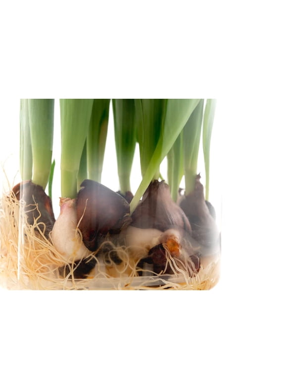 Tulip Bulbs in Plant Bulbs