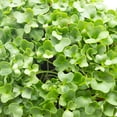 thumbnail image 5 of Kale Microgreens Seeds - 4 Oz ~32,000 Seeds - Non-GMO - Seeds for Growing Micro Greens - Premium, High Germination Rate Seeds - Brassica oleracea, 5 of 5