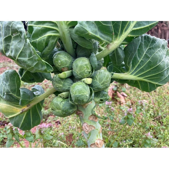 GSDWIUEW Brussel Sprout Seeds – 450 Count, Hardy Winter Vegetable Seeds for Planting, Home Garden Grow Your Own Vegetables