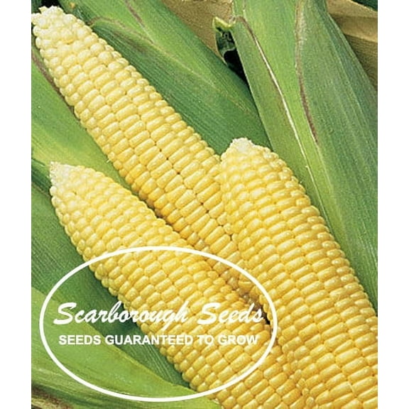 SCARBOROUGH SEEDS Corn Early Sunglow 25 Seeds, Only 62 days - good cold weather performer