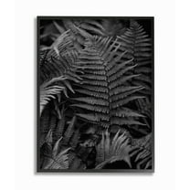 Stupell Industries Ferns in the Forest Black and White Photograph Designed by Unsplash