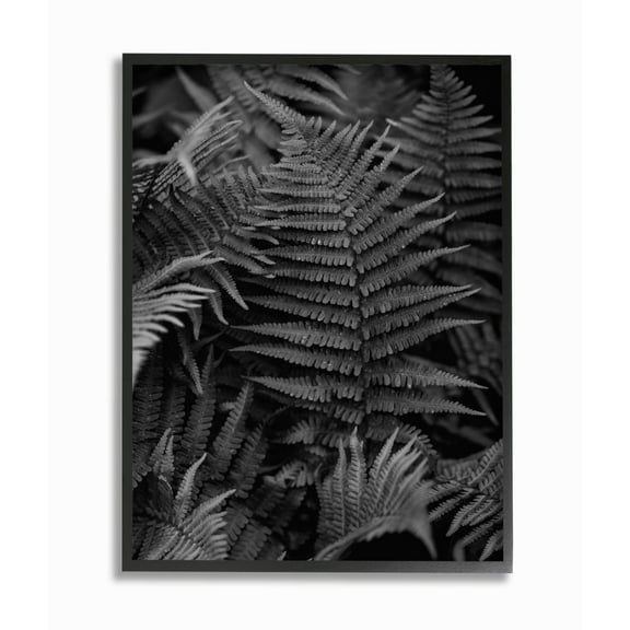 Stupell Industries Ferns in the Forest Black and White Photograph Designed by Unsplash