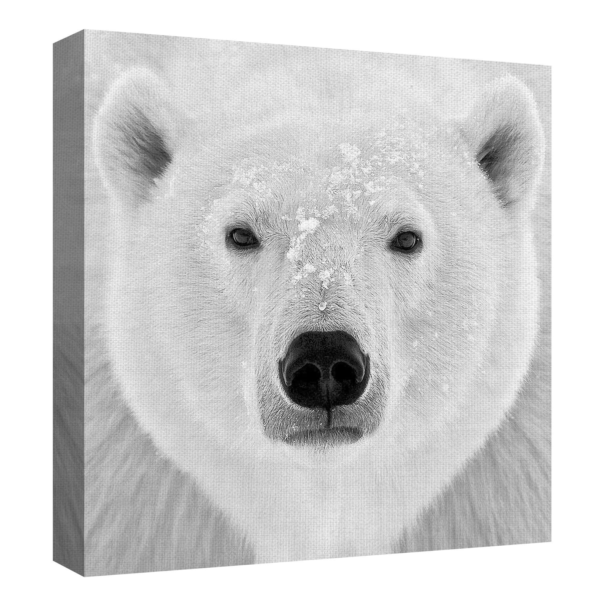 Masterpiece Art Gallery Polar Bear by PhotoINC Studio Canvas Art Print 24" x 24"