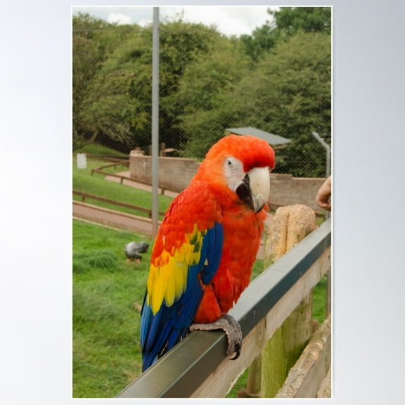 Scarlet Macaw Poster Wall Art, Modern Wall Decor For Living Room Bedroom, 8x12 UNFRAMED