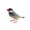B, variant on YIFAEUX Realistic Bird Figurine Roadrunner Mannikin Hummingbird Robin Model Miniature Figure Kids Educational Flying Animal Toy Cake Topper Decoration