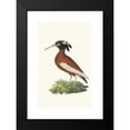 thumbnail image 2 of George Shaw 17x24 Black Modern Framed Museum Art Print Titled - Crested Ibis (1789-1813), 2 of 5