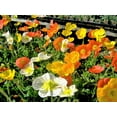 thumbnail image 6 of TomorrowSeeds - Iceland Poppy Seeds - 5,000+ Count - For 2026 Planting Papaver Paper Poppies, 6 of 9