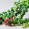 thumbnail image 5 of Set 2 Twisted Lipstick Plants Live, Curly Lipstick Houseplant, In 2 Inc Pots For Indoor Outdoor, 5 of 5