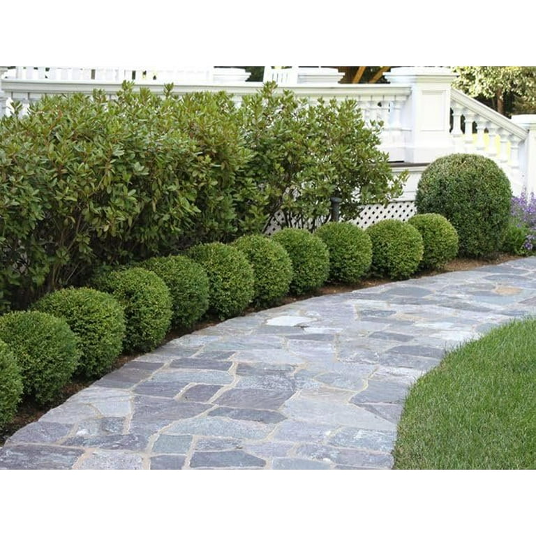 Wintergreen Boxwood 1 Live Quart Size Plant Dense Evergreen Foliage, Cold-Hardy & Ideal for Year-Round Landscaping, Elegant Border & Hedge Plant, Live Wintergreen Boxwood 1 Live Quart Size Plant Dense Evergreen Foliage, Cold-Hardy & Ideal for Year-Round Landscaping, Elegant Border & Hedge Plant, Live