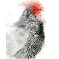 thumbnail image 3 of Popp, Grace 15x18 Black Modern Framed Museum Art Print Titled - Plymouth Rooster II, 3 of 5