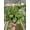 6_MARANTA_BEAUTY.KIM, variant on Variegated Maranta Leuconeura Kerchoveana - Live Air-Purifying Indoor Plant in Nursery Pot – Easy Care, Low Maintenance Houseplant for Home & Office Decor, Natural Air Cleaner, Best for Beginners