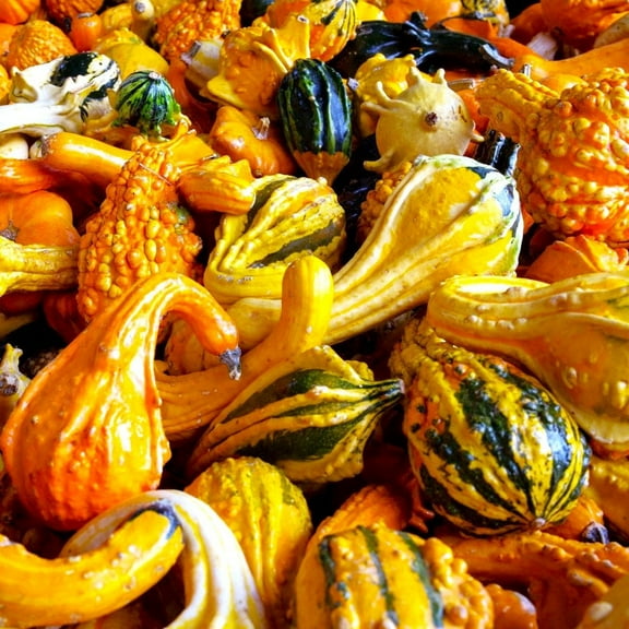 TomorrowSeeds - Large Mix Ornamental Gourd Seeds - 90  Count Packet - Decorative Autumn Harvest Fall Craft Display Art Wings Pumpkin Squash Seed For 2025 Season