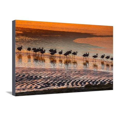Andean Flamingo - Altiplano, Bolivia, Eduardo Abaroa Andean Fauna National Reserve, Laguna Colorada, flamingos Stretched Canvas Print Wall Art By Art Wolfe