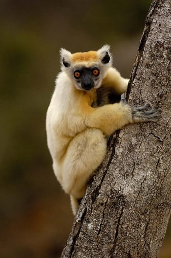 Golden-crowned sifaka Daraina MADAGASCAR Canvas Art - Pete Oxford DanitaDelimont (18 x 24)