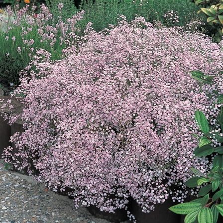 Pink Flowering Baby's Breath Dormant Bare Root Perennial Plant, 2-Pack