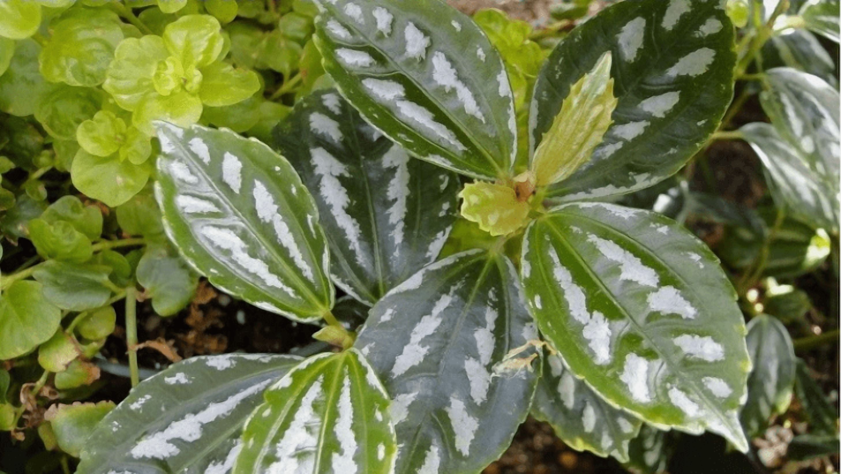 Aluminium Plant Live Aquarium Plant – Freshwater Live Aquatic Plant for Planted Fish Tanks