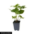 thumbnail image 4 of Direct Gardening Searchlight Lenten Rose Hellebore Dormant Bare Root Yellow Flowering Perennial Starter Plant, 4 of 4