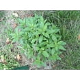 300 EPAZOTE (Mexican Tea) Chenopodium Ambrosioides Herb Flower Seeds