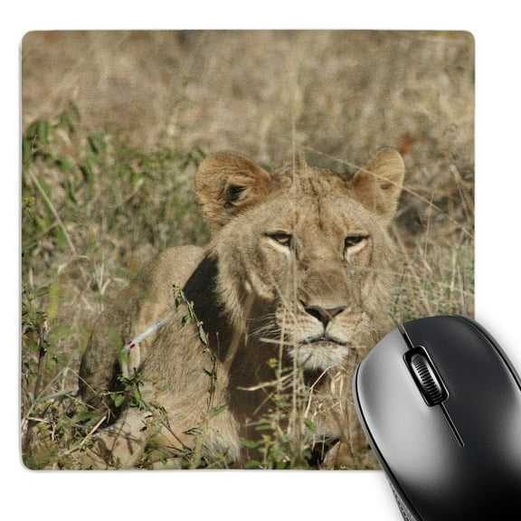 3dRose, Young lion in the grass, MousePad