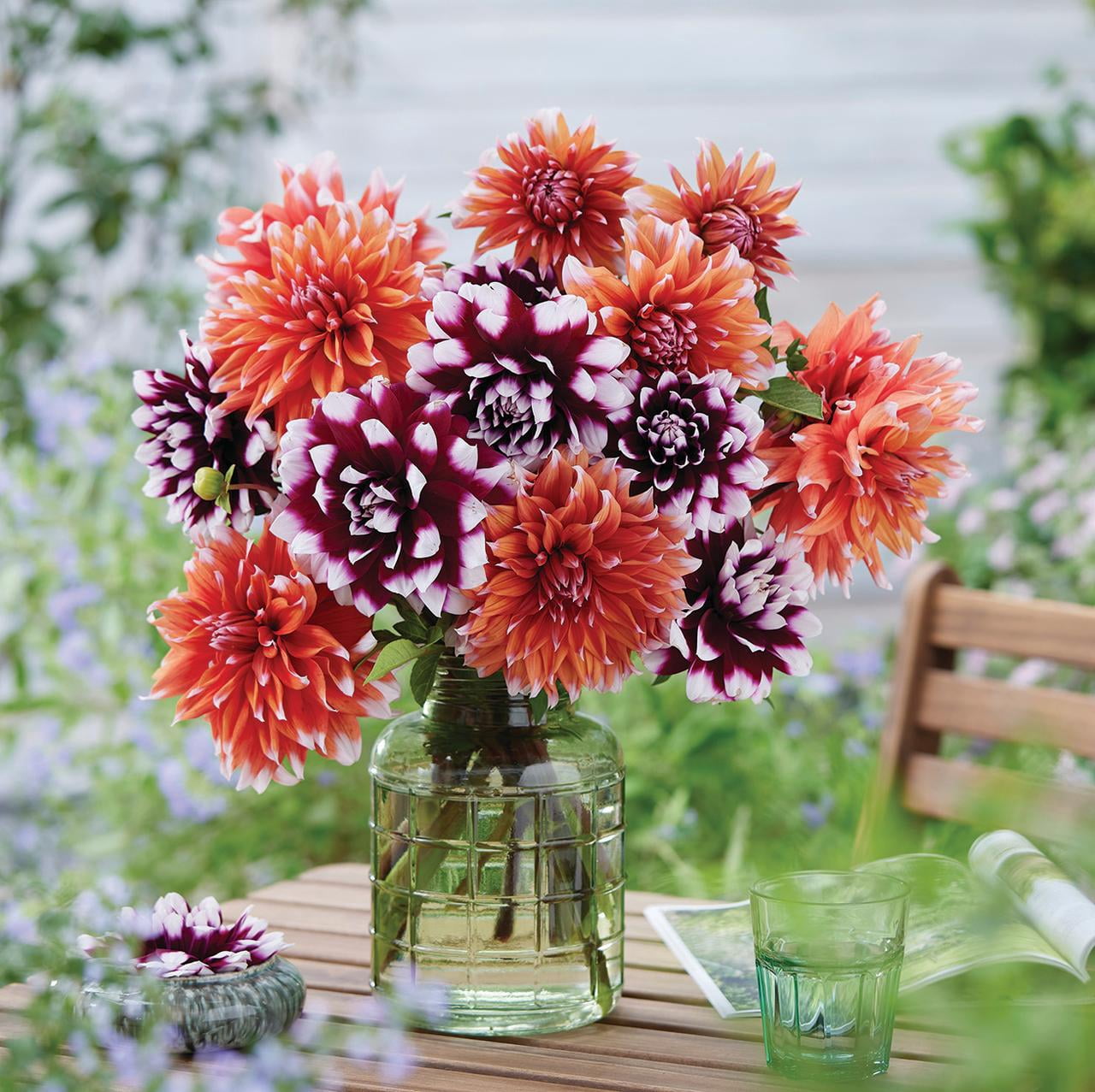 Van Zyverden Dahlias Spectacle, 5 Bulbs, Multi-color, Full Sun, Annual, Flowering