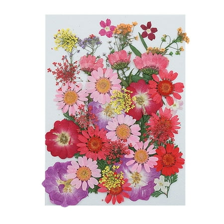 

jbyrvq Real Dried Presse Flowers Leaves Natural Set with Butterfly Stickers