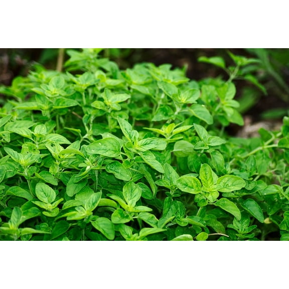 Oregano Vulgare Herb Seeds/ Perennial/Full Sun/8K Seeds 1/2 Gram/Zellajake Farm and Garden - B193