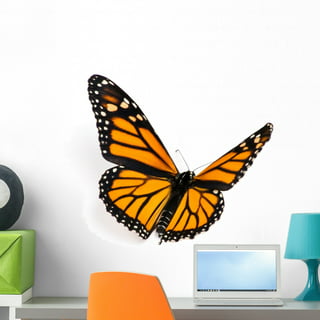 We can offer the benefits of Monarch Butterfly Decorating Kit by The  Painted Pastry The Painted Pastry with reasonable price