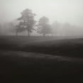 thumbnail image 2 of Cook, Jamie 15x15 White Modern Wood Framed Museum Art Print Titled - Fog Tree Study II, 2 of 4