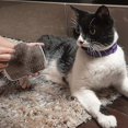 thumbnail image 3 of Peigne pour Chat Ger, Peigne Massa pour Chat Ging Toorey, 3 of 4