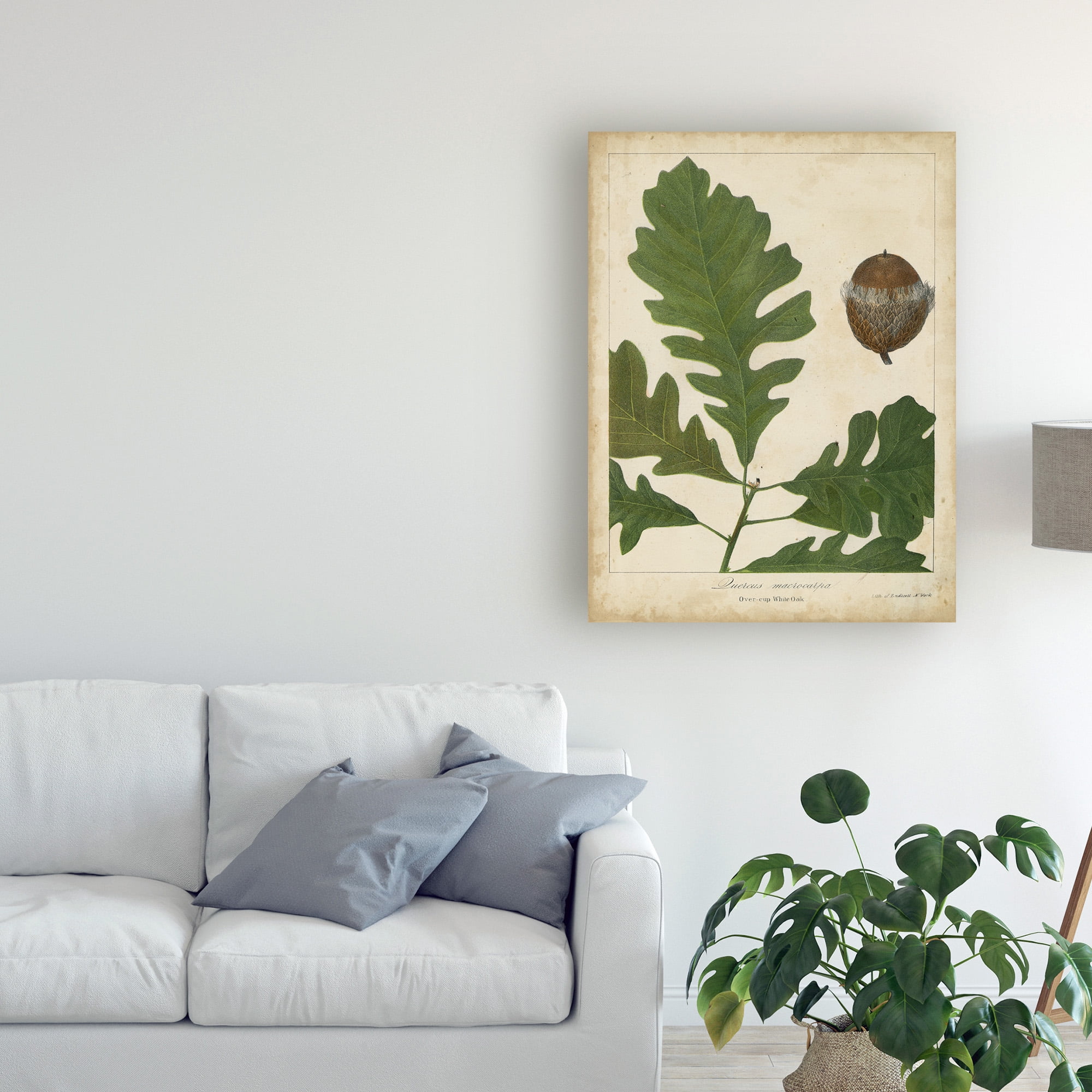 Trademark Fine Art 'Oak Leaves And Acorns III' Canvas Art by John Torrey