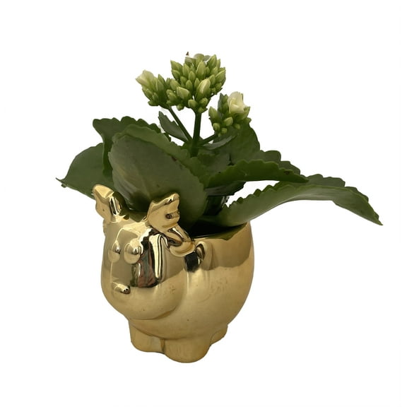 Gold Reindeer Ceramic Planter with Live Kalanchoe Plant - 3" x 3"
